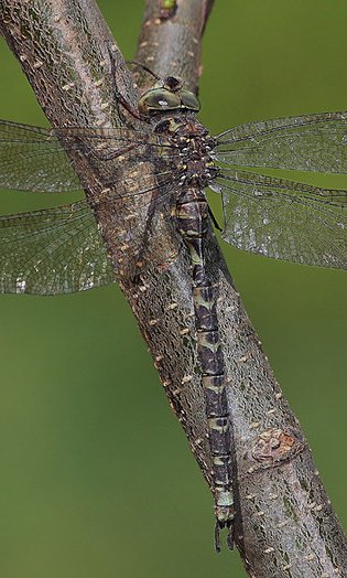 Dragonflies and dragonflies